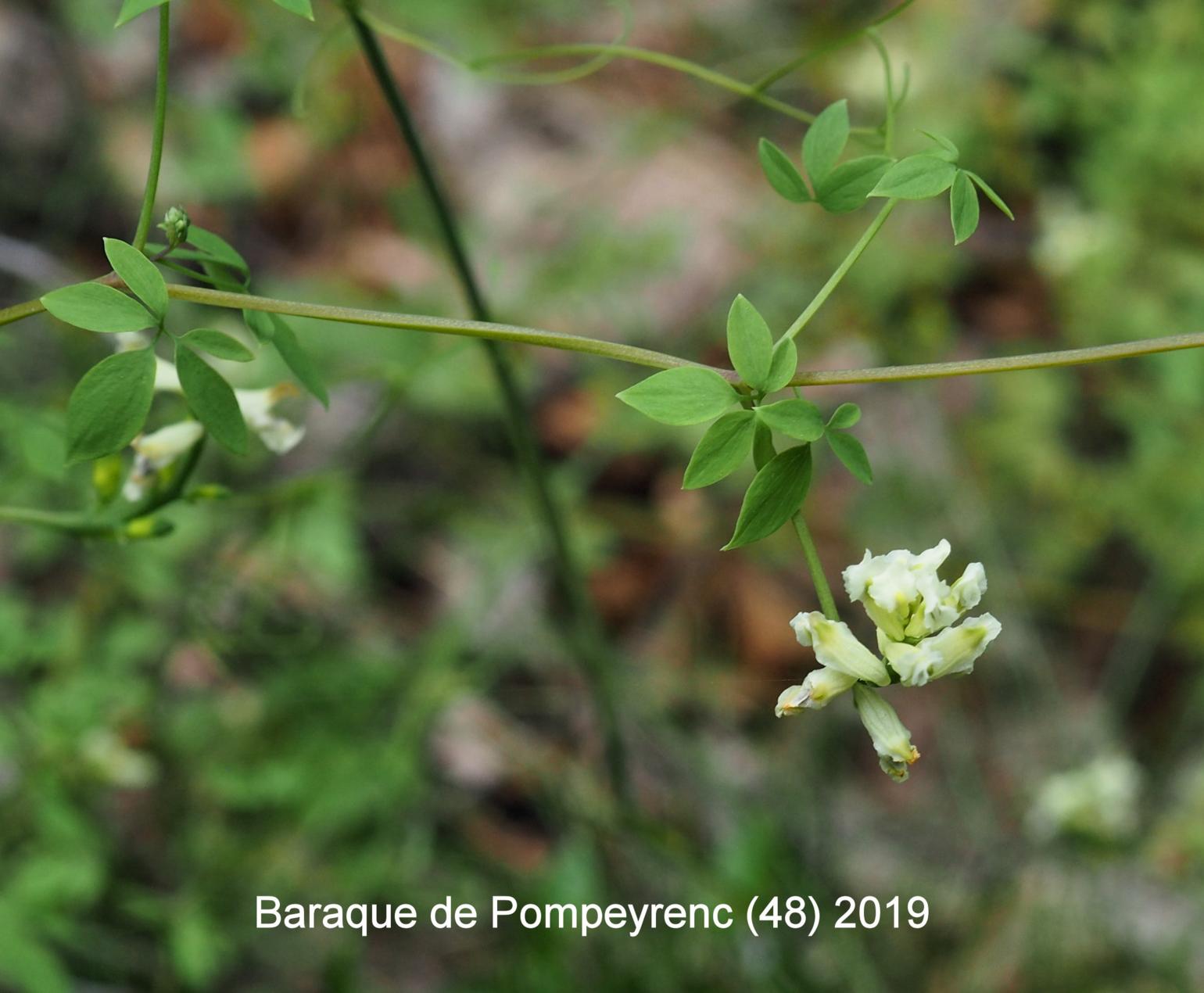 Corydalis, Climbing